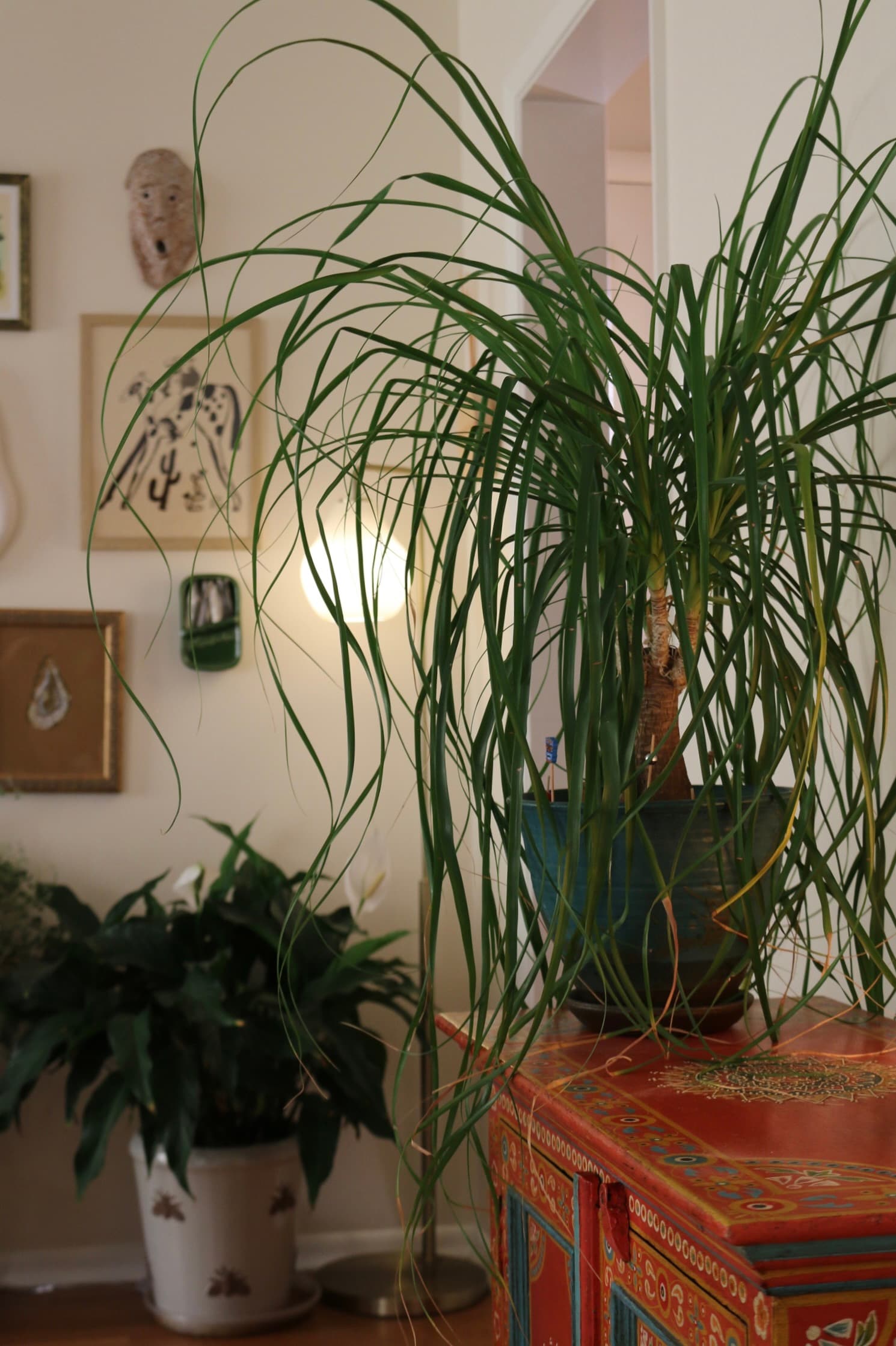 A ponytail palm and a peace lily filling a corner of Kara and Dylan's Seattle home.