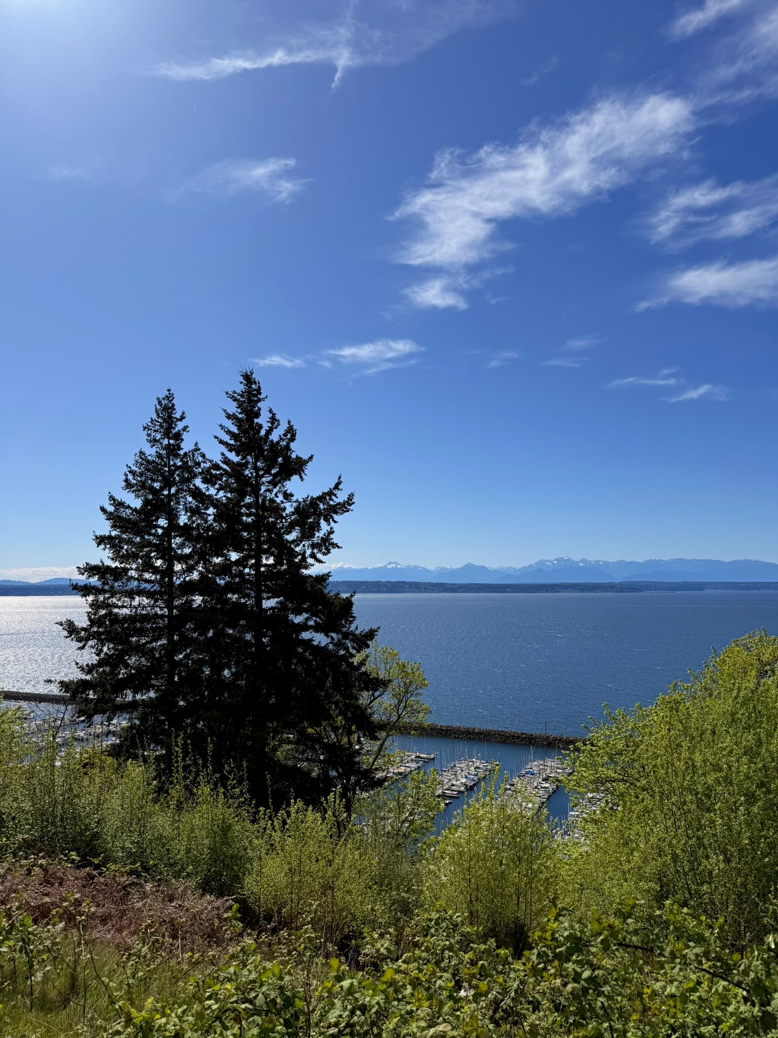 An evergreen above the Puget Sound shoreline with the Olympic Mountains beyond, near Seattle.