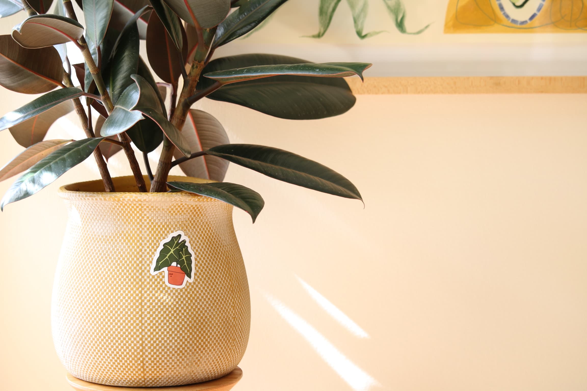 A rubber plant in a yellow pot wearing a Canopy Pal, lit by afternoon sun.