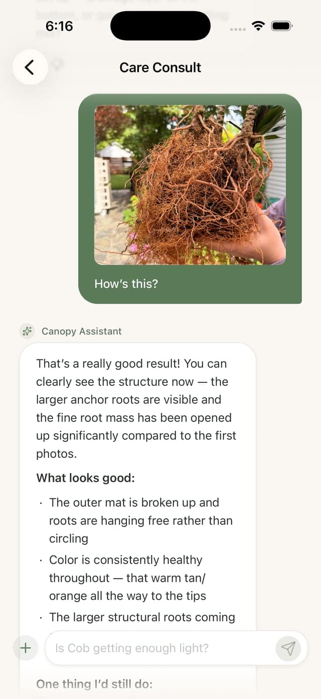 The Canopy Assistant answering a question about a plant's roots