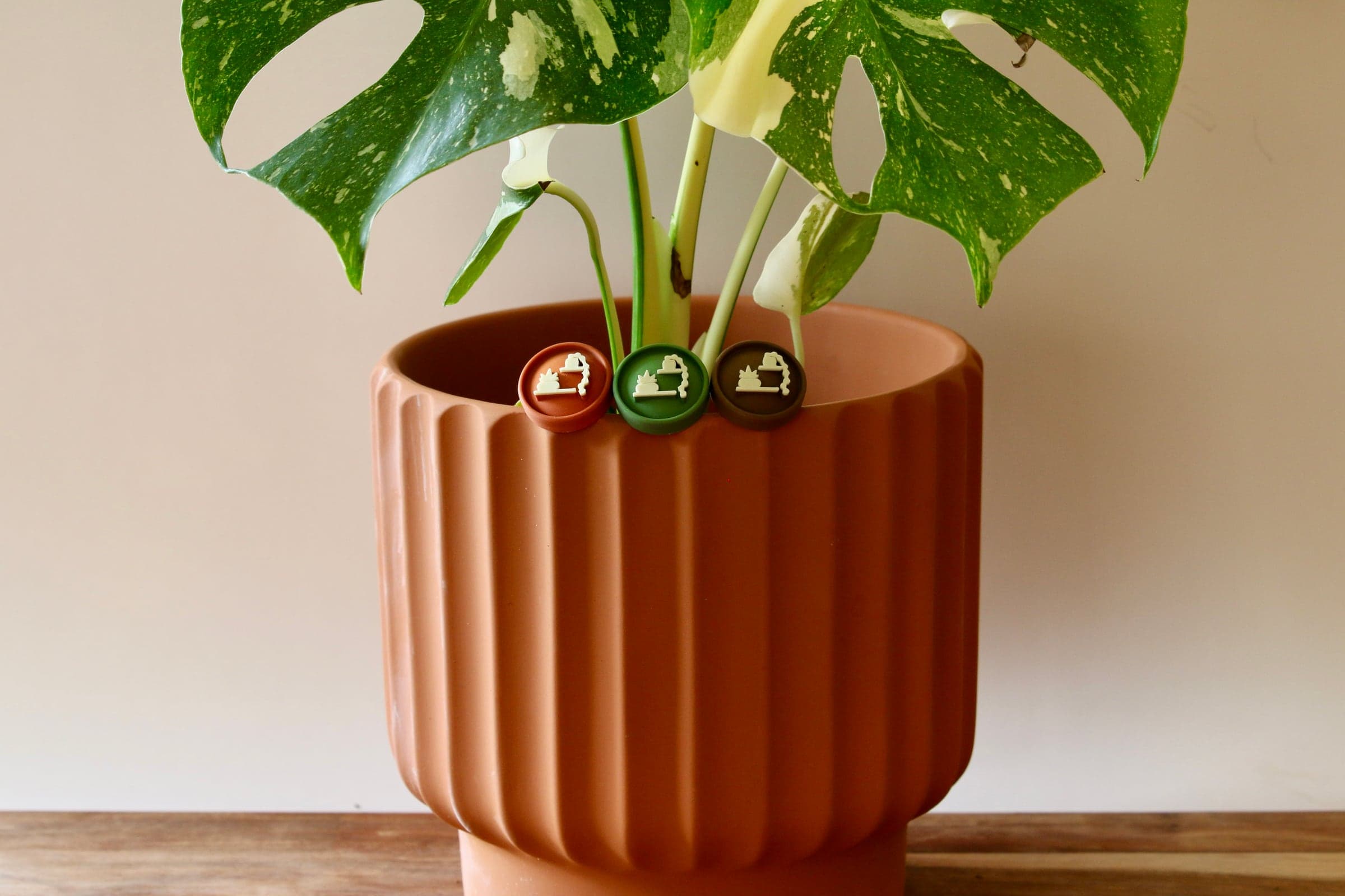 Basic Pals in Pot, Leaf, and Soil seated along the rim of a terracotta pot under a variegated monstera.