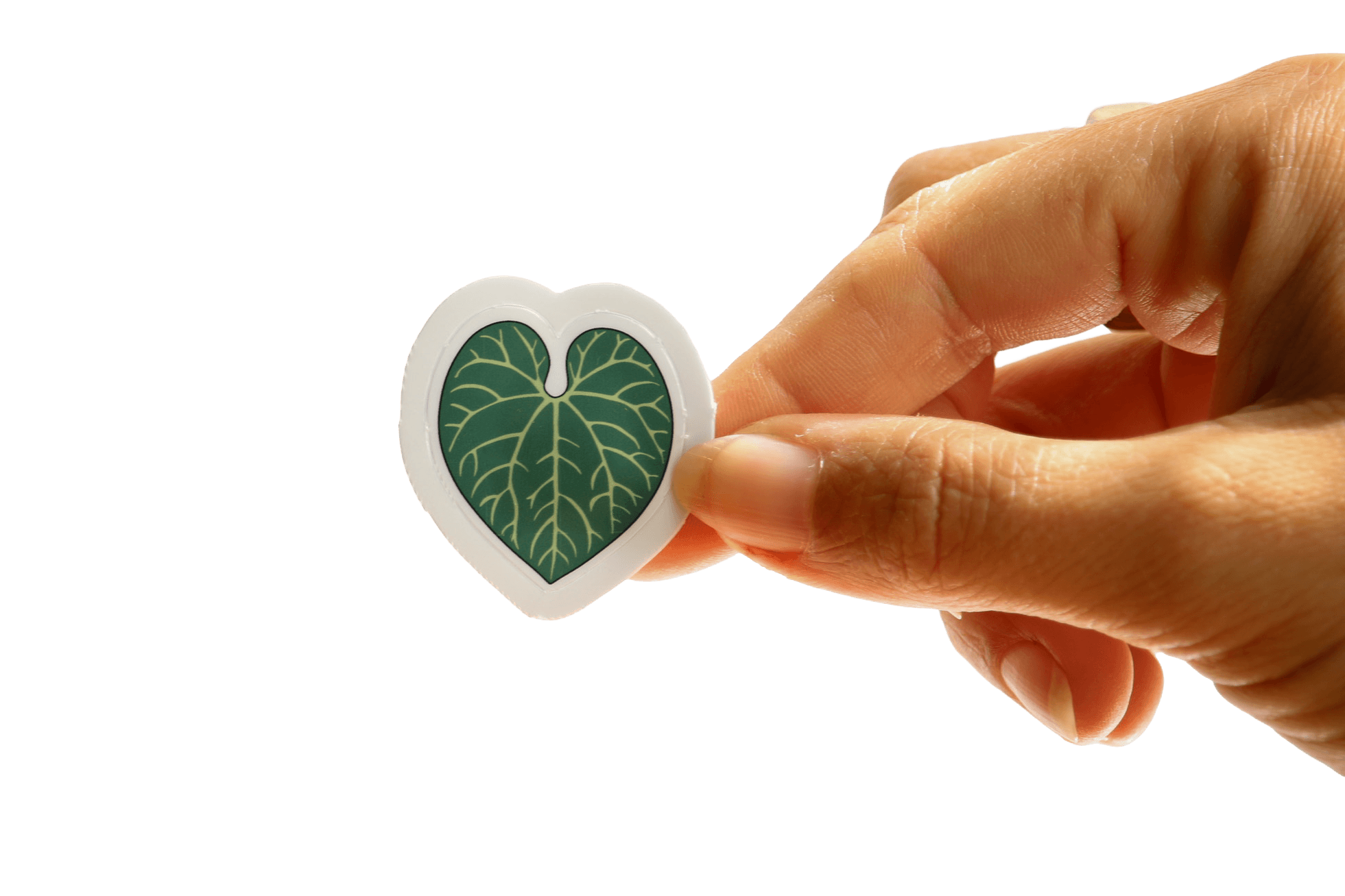 Sprout — Anthurium clarinervium Canopy Pal sticker